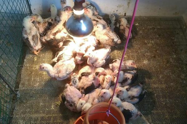 雏鸡脱温步骤，多少度合适