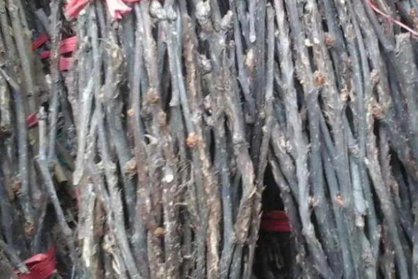 家里怎样养蝉，附方法和步骤