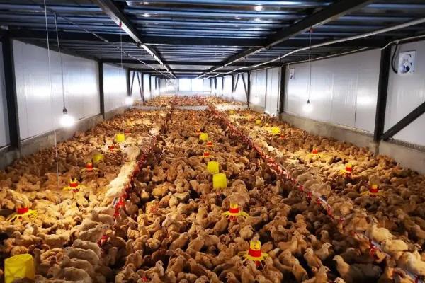 雏鸡脱温步骤，多少度合适