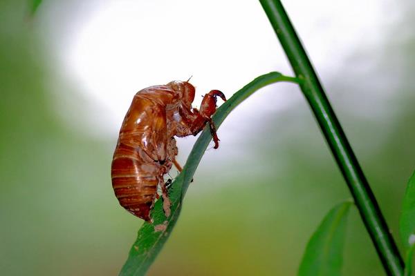 家里怎样养蝉，附方法和步骤