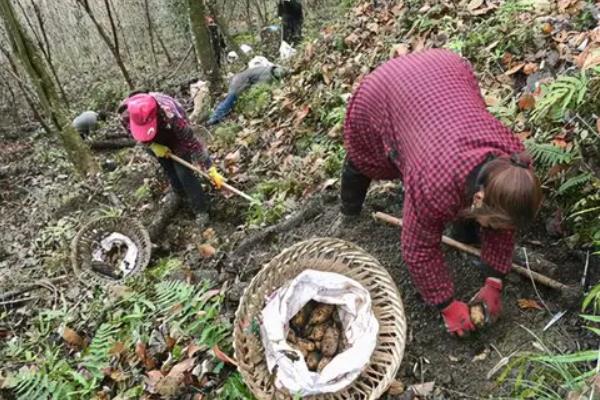 野生天麻喜欢生长在什么地方，附种植方法