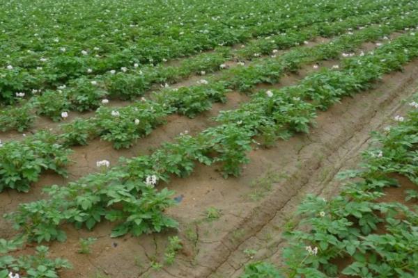 土豆的种植技术,发芽了还能吃吗