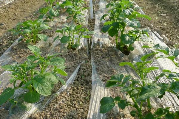 土豆的种植技术,发芽了还能吃吗