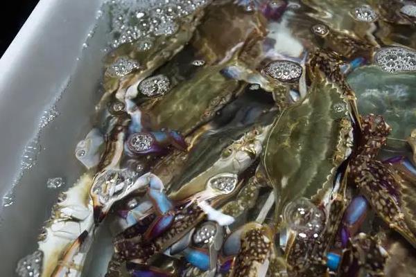 海螃蟹怎么养不会死，海螃蟹什么时候最肥