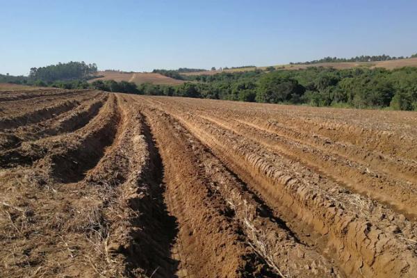 土豆的种植技术,发芽了还能吃吗