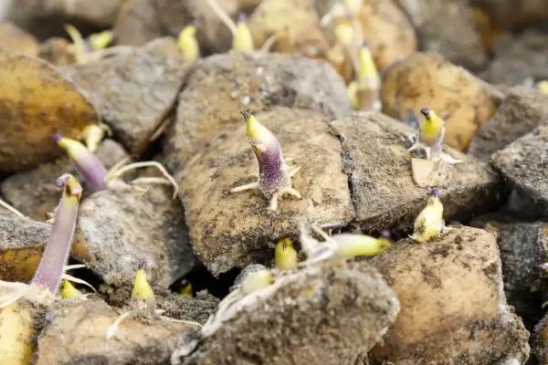 土豆的种植技术,发芽了还能吃吗