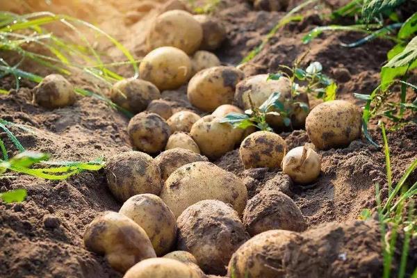 马铃薯的种植技术，附组织培养步骤