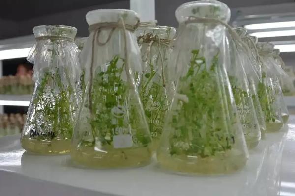 马铃薯的种植技术，附组织培养步骤