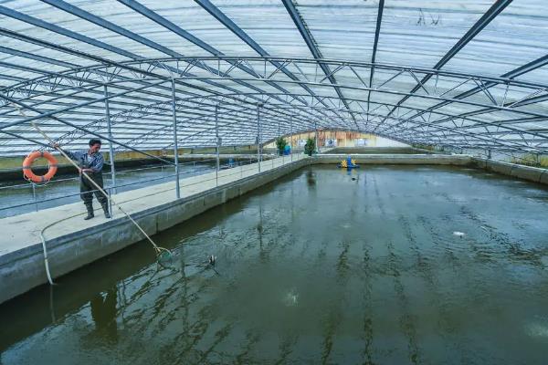 桂鱼养殖技术及饲料,适合什么地方养殖