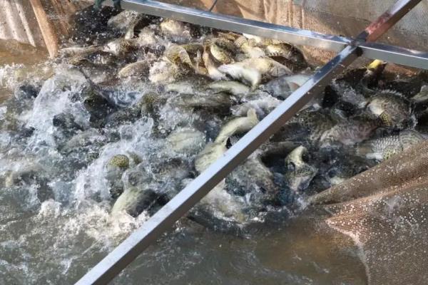 桂鱼养殖技术及饲料,适合什么地方养殖