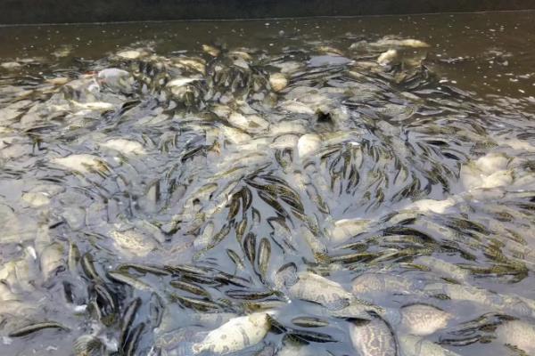 桂鱼养殖技术及饲料,适合什么地方养殖