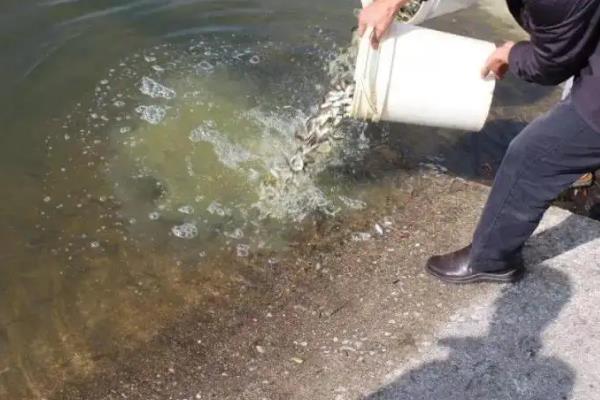 桂鱼养殖技术及饲料,适合什么地方养殖