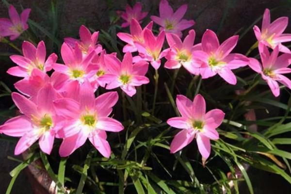 胖丽丽的养殖方法和注意事项胖的，冬天怎么养护