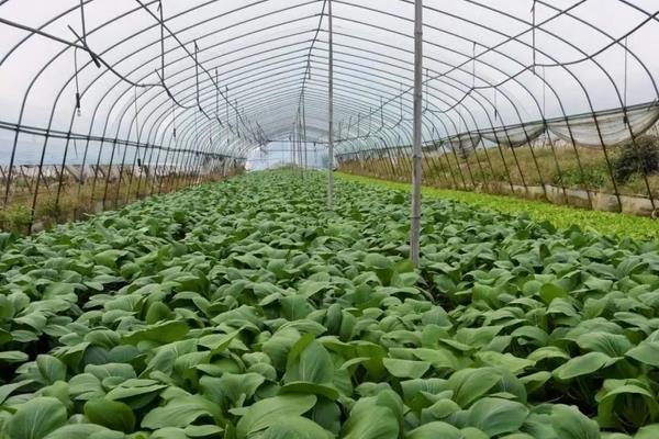 白菜地重茬如何解决,附白菜的种植方法