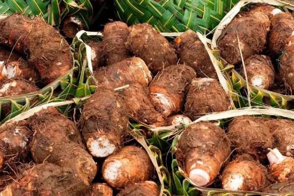 芋头为什么不能连续种2年，附芋头种植方法