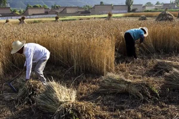 小麦的种植技术和流程，小麦生长过程记录表
