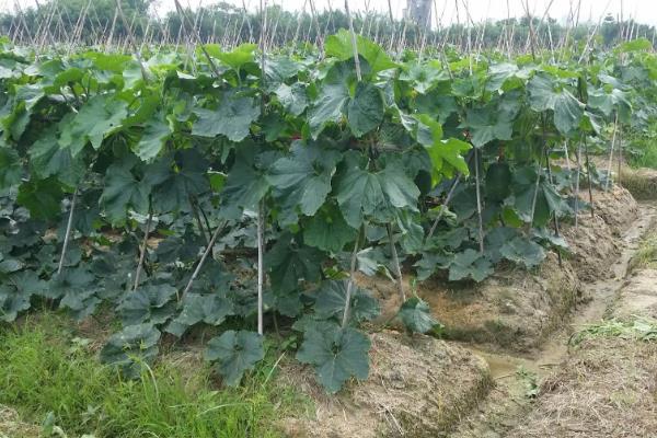 冬瓜种植技术与管理,对温度有什么要求