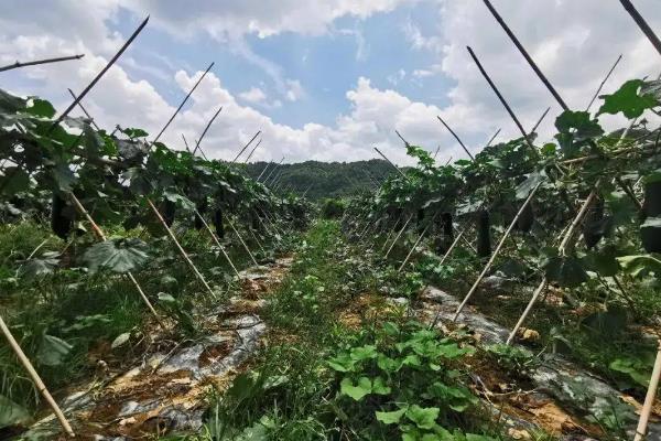 冬瓜种植技术与管理,对温度有什么要求