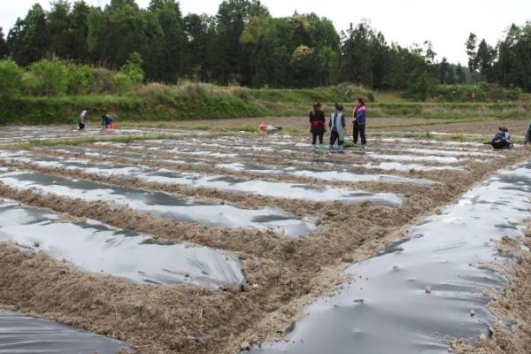 冬瓜种植技术与管理,对温度有什么要求