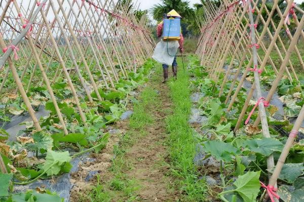 冬瓜种植技术与管理,对温度有什么要求