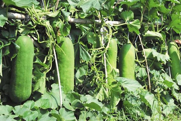 冬瓜种植技术与管理,对温度有什么要求