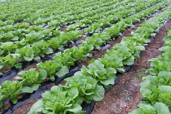 白菜亩产量一般是多少公斤,附白菜的种植方法