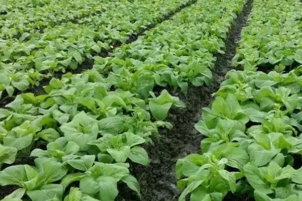 白菜亩产量一般是多少公斤,附白菜的种植方法