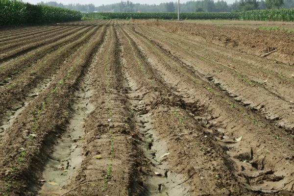 白菜亩产量一般是多少公斤,附白菜的种植方法