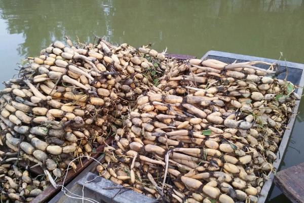 莲藕一亩要多少种子,附种植方法