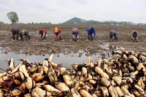 莲藕一亩要多少种子,附种植方法