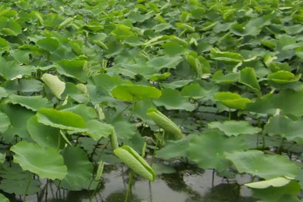 莲藕一亩要多少种子,附种植方法