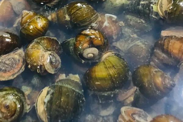 螺丝养殖每亩能产多少,要怎么养殖才不会死