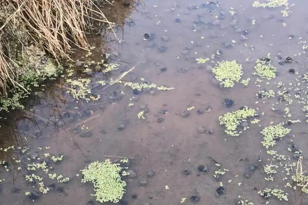 螺丝养殖每亩能产多少,要怎么养殖才不会死