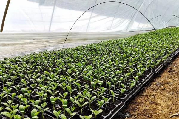 大棚西瓜的种植方法和管理技术,大棚西瓜亩产量多少斤