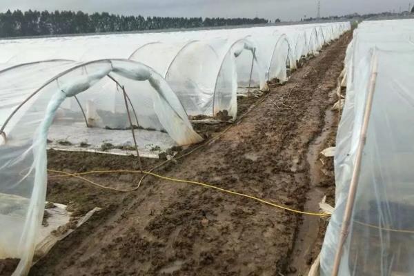 黄秋葵栽培与管理技术,在北方山西怎么种植与管理