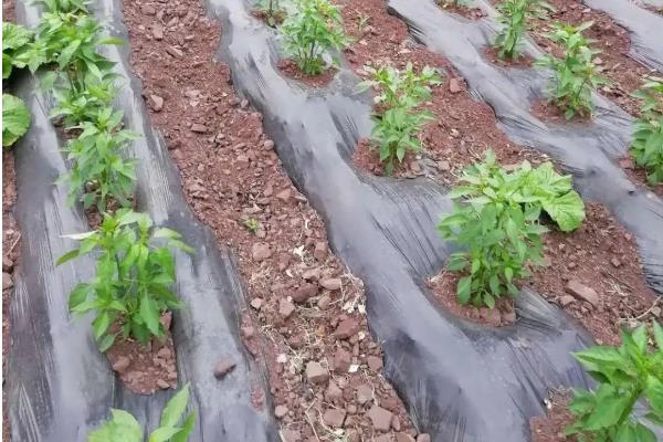 线椒露地种植技术,种植后如何管理