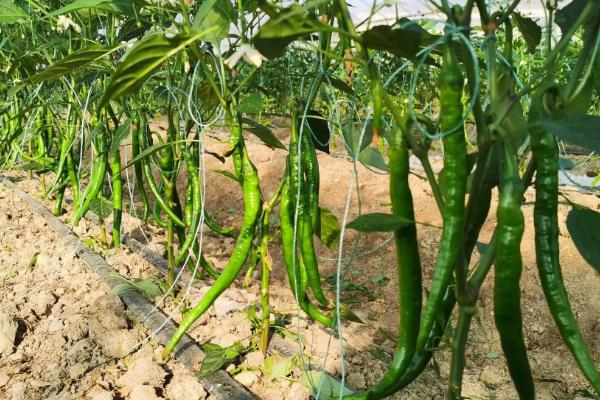 线椒露地种植技术,种植后如何管理