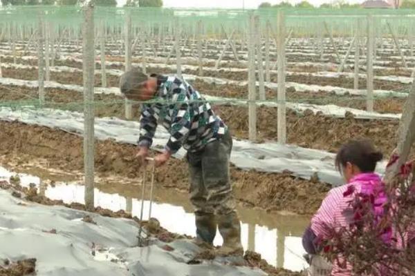 瓜蒌种植技术,附管理办法