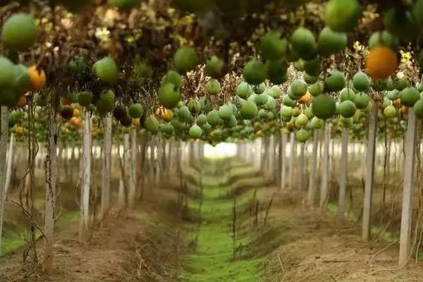 瓜蒌种植技术,附管理办法