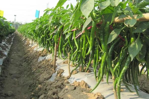 线椒露地种植技术,种植后如何管理