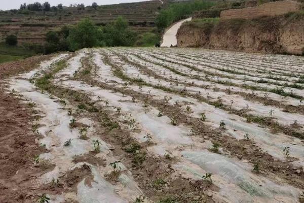 线椒露地种植技术,种植后如何管理