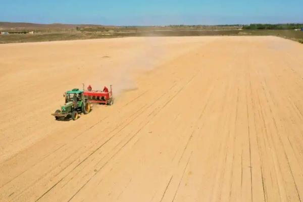 小麦的种植技术和流程，小麦生长过程记录表