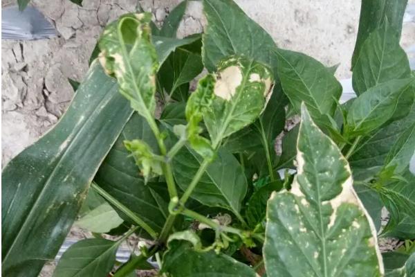 线椒露地种植技术,种植后如何管理