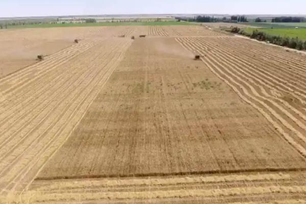 小麦的种植技术和流程，小麦生长过程记录表