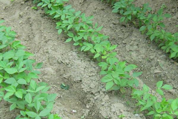 红小豆一亩地用多少种子，附红豆的种植方法