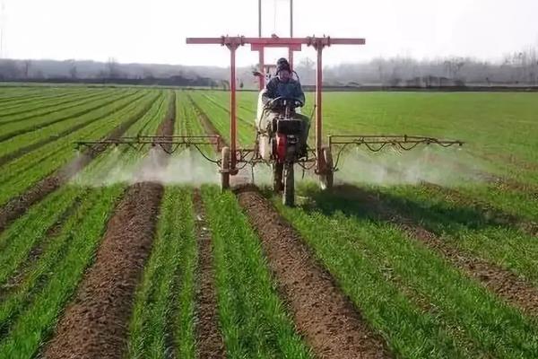 小麦的种植技术和流程，小麦生长过程记录表