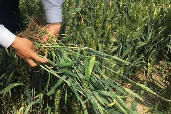 小麦的种植技术和流程，小麦生长过程记录表