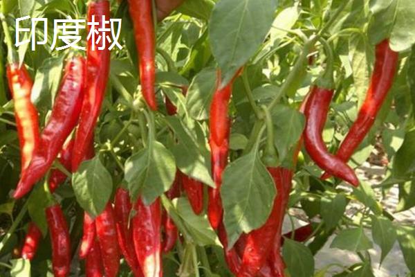 印度椒和朝天椒的区别