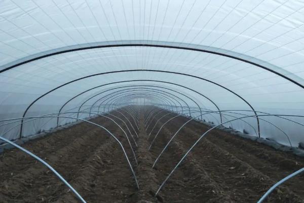 黄秋葵栽培与管理技术,在北方山西怎么种植与管理