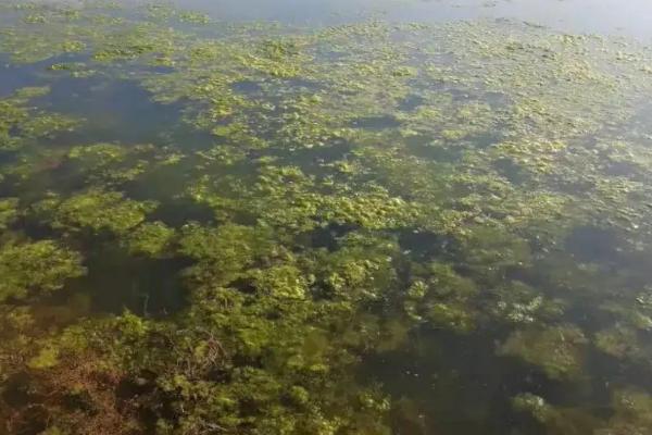 龙虾塘青苔最佳处理方法，龙虾塘消毒方法